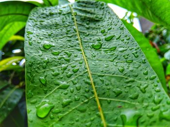 Close-up of raindrops on leaves