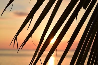 Close-up of silhouette plants against sky during sunset