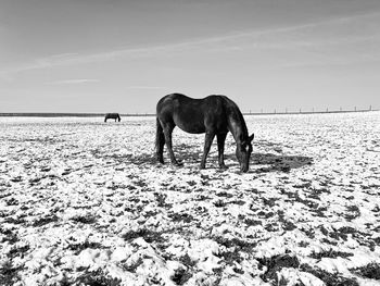 Horse standing on beach