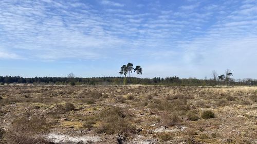Trees on field against sky
