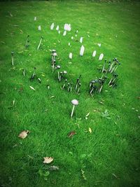 Flowers growing on grassy field