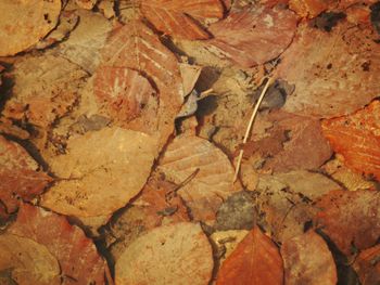 Full frame shot of dry autumn leaves