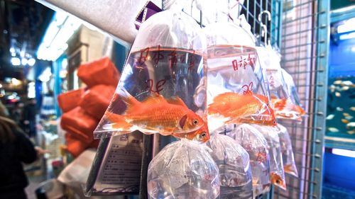 Close-up of fish for sale
