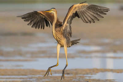 Close-up of bird flying over lake