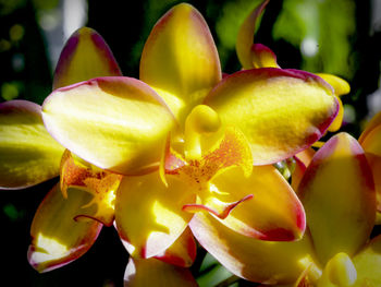 Close-up of yellow orchid