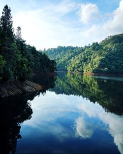 Reflection of trees in calm lake