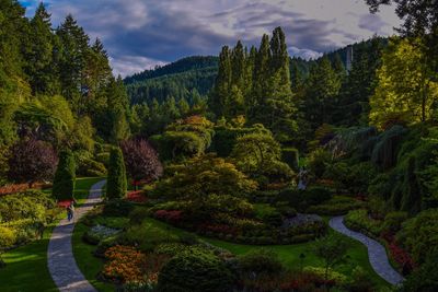 Scenic view of forest against sky
