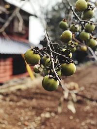 Close-up of fruit growing on tree