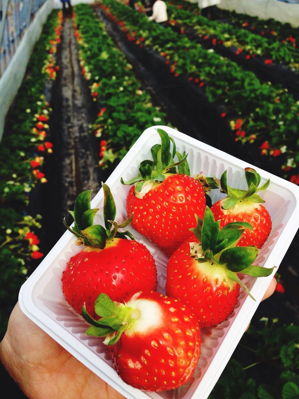 red, food and drink, food, freshness, fruit, healthy eating, strawberry, close-up, focus on foreground, person, vegetable, organic, part of, unrecognizable person, tomato, day, cropped