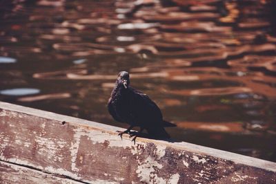 Close-up of black bird