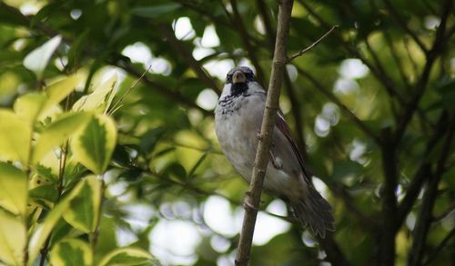 Low angle view of bird perching on tree