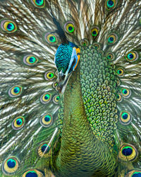 Close-up of peacock