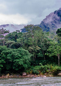 Scenic view of forest against sky