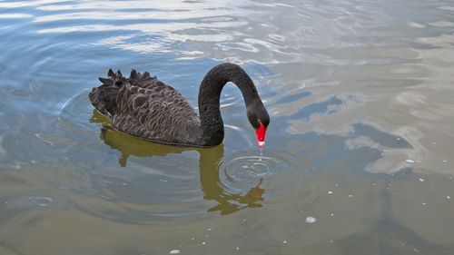 Swan swimming in lake