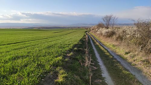 Scenic view of field against sky