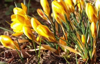 Close-up of yellow crocus flowers on field