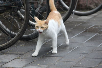 Cat next to bicycle