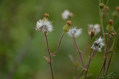 Close-up of flowers against blurred background