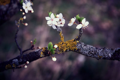 Close-up of cherry blossom on tree branch