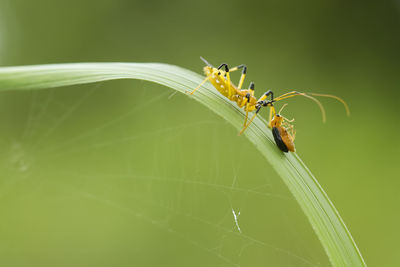 Close-up of insect on leaf