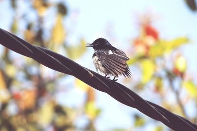 Low angle view of bird perching on cable