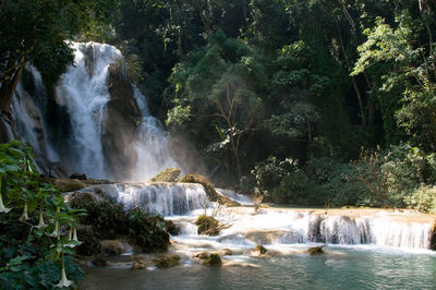 Scenic view of waterfall in forest