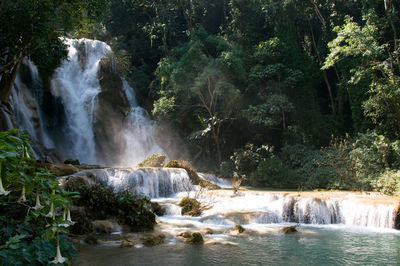 Scenic view of kuang si waterfall in forest