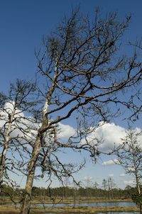 Bare trees on field against sky