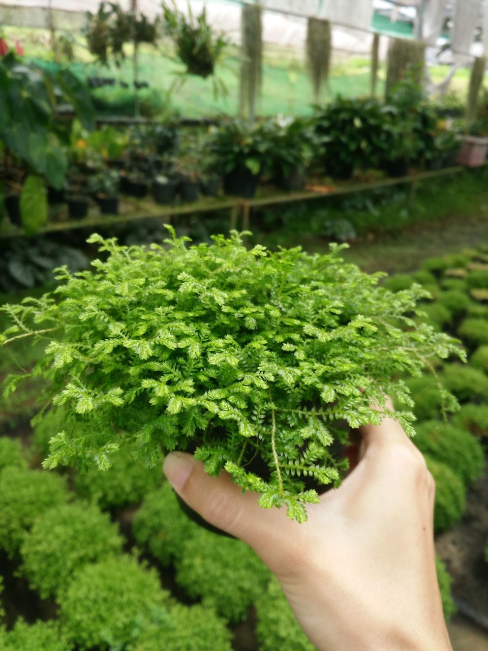 CROPPED IMAGE OF PERSON HOLDING FRESH GREEN PLANTS