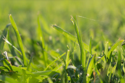 Close-up of fresh green grass in field