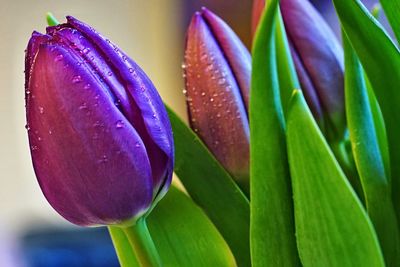 Close-up of purple flower