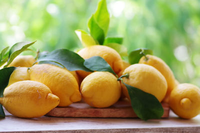 Close-up of oranges