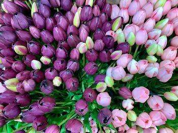 High angle view of pink tulips