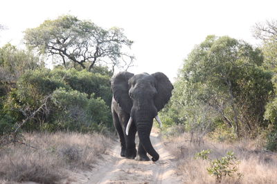 Elephant walking in a forest