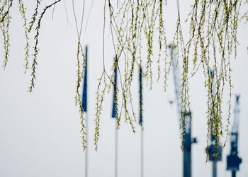 Close-up of green plants