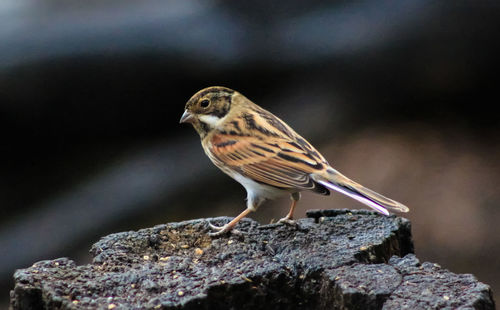 Close-up of bird perching outdoors