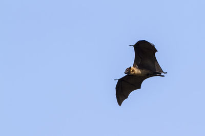 Low angle view of bird flying against clear sky