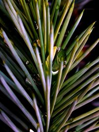 Full frame shot of palm leaves