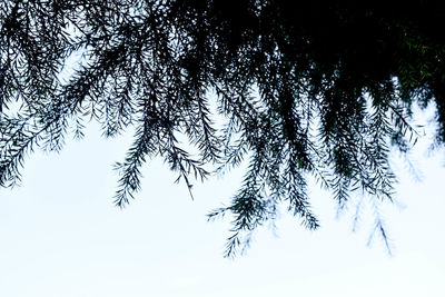 Low angle view of tree branch against sky