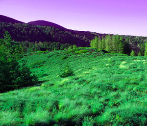 Scenic view of grassy field