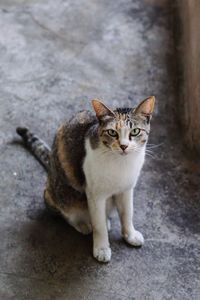 Portrait of cat sitting on floor