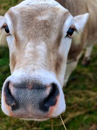 Close-up portrait of cow