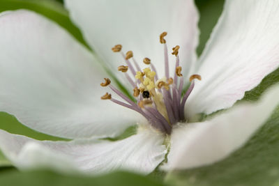 Close-up of white flowering plant