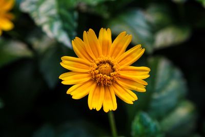 Close-up of yellow flower