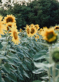 Close-up of sunflower on field