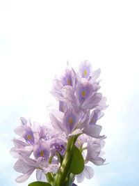 Close-up of flowering plant against white background