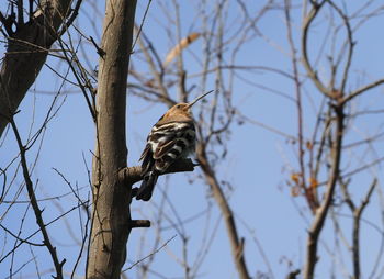 Low angle view of bird perching on branch