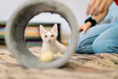 Kitten sitting on floor by the owner