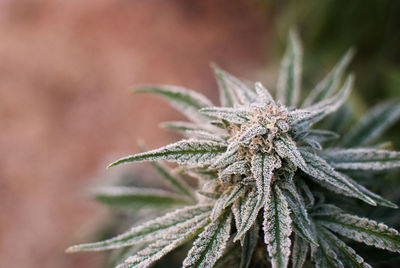 Close up of marihuana plant