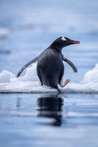 Gentoo penguin